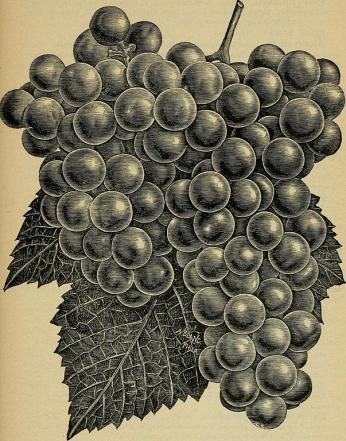 Catawba Grapes Catawba Grapes