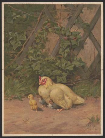 Print shows a hen with three chicks in a farmyard.