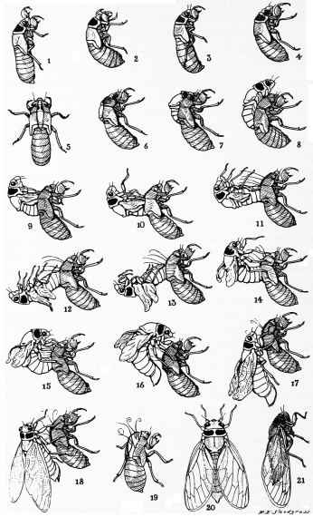 Cicada Life Cycle Illustration