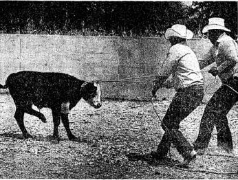 Two cowboys pictured on the right roping a bull calf that is resisting capture on the left.