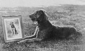 "Laddie Boy" receives his own portrait Such was his fame that "Laddie Boy" received his own official White House portrait -- not even his half-brother "Laddie Buck," who lived with Calvin Coolidge, could say the same. (Photo credit: Library of Congress, LC-F8- 20018)