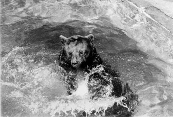 The original Smokey Bear frolicking in a pool at the National Zoological Park. (Photo credit: Francine Schroeder, used for educational purposes according to Smithsonian Archives terms of use.)
