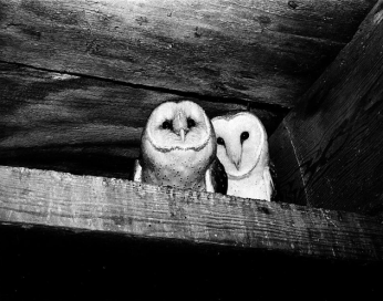 Owls, named "Increase" and "Diffusion", who lived in the West Tower of the Smithsonian Institution Building, perch on a ledge. (Source: Smithsonian) Owls, named "Increase" and "Diffusion", who lived in the West Tower of the Smithsonian Institution Building, perch on a ledge. (Source: Smithsonian)