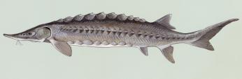 Drawing of the Atlantic Sturgeon. Image Source: Duane Raver/U.S. Fish and Wildlife Service via Wikimedia Commons