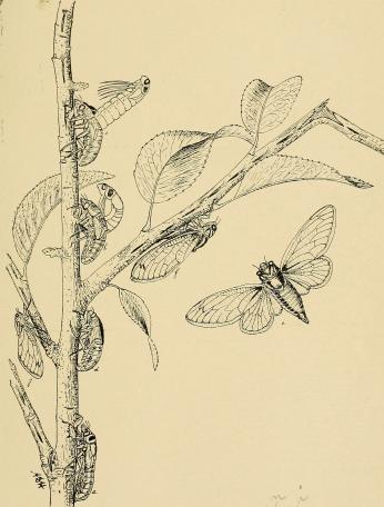 1898 pen-and-ink drawing of a periodical cicada's life cycle