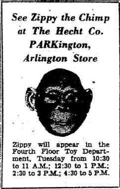 Advertisement to meet Zippy the Chimp from the Evening Star. (Reprinted with permission of the DC Public Library, Star Collection (c) Washington Post)