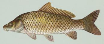 An illustration of the common carp. (Source: Wikimedia Commons.)