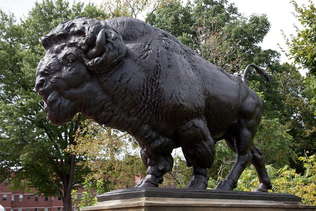 Buffalo on Dumbarton Bridge in Washington, DC (Source: Library of Congress)