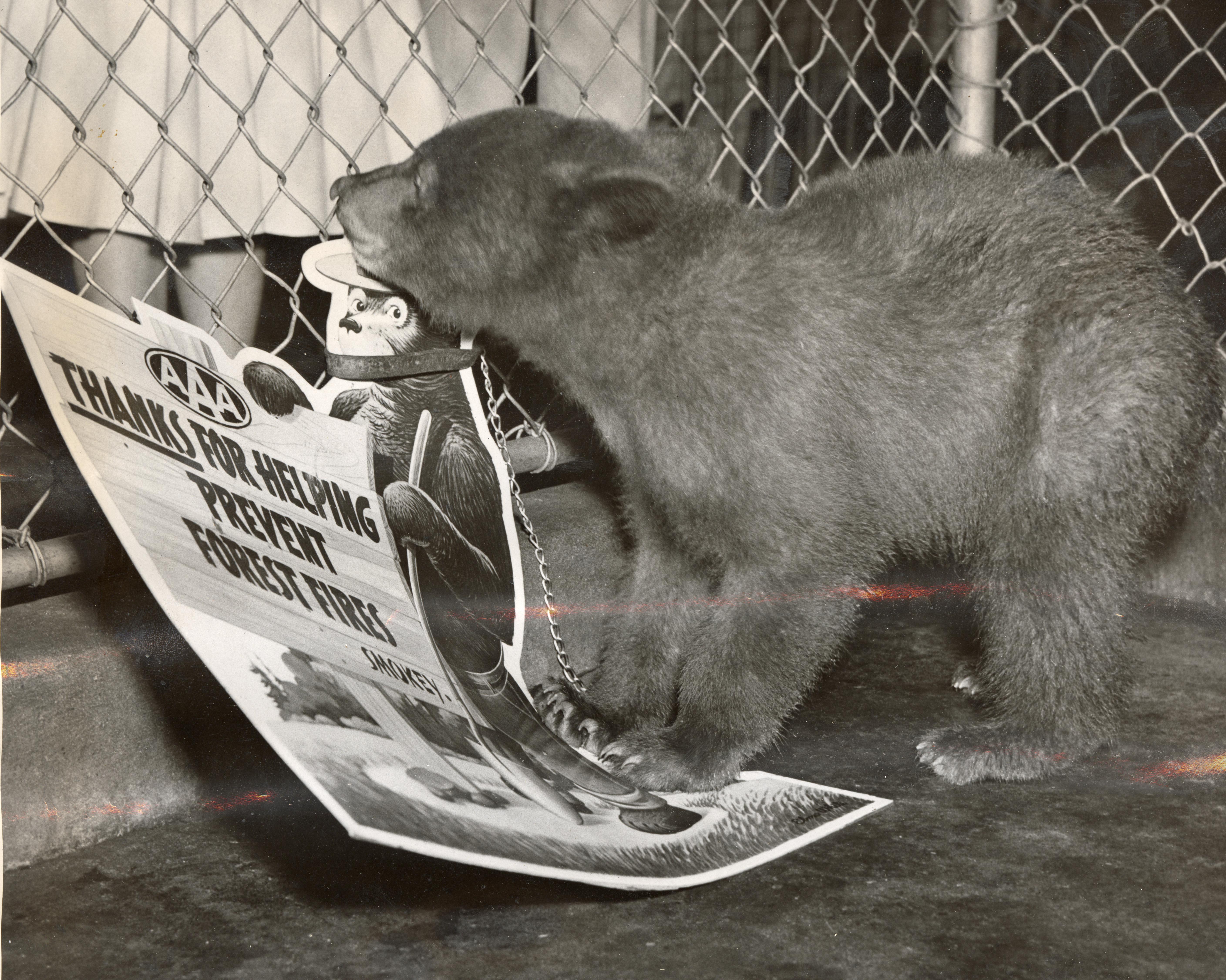Smokey Bear cub chewing on fire prevention sign at the National Zoo in 1950. (Reprinted with permission of the DC Public Library, Star Collection, © Washington Post.)