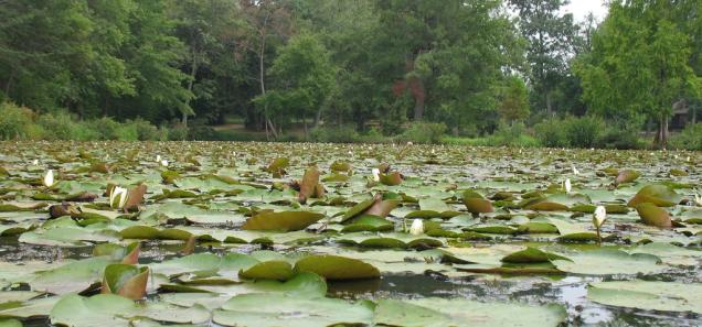 Kenilworth Aquatic Gardens today (Credit: Jennifer Boyer licensed via Creative Commons 2.0)