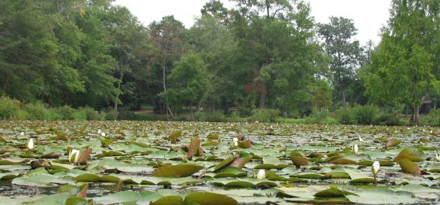 Kenilworth Aquatic Gardens today (Credit: Jennifer Boyer licensed via Creative Commons 2.0)