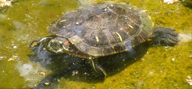 Defensive terrapin turtle. (Source: Wikipedia)