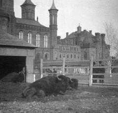 Two bison in front of the Smithsonian Castle, downtown Washington, D.C., circa 1880's. The bison were used as models for Smithsonian Institution taxidermists and were part of the Live Animal Collection, forerunner to the National Zoo. (Photo source: Smithsonian Archives)