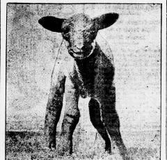 A White House sheep poses for a photo in 1919. (Source: Evening Star newspaper, March 27, 1919)