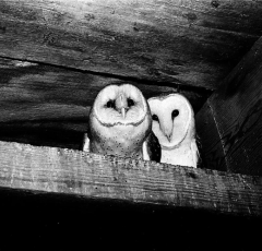 Owls, named "Increase" and "Diffusion", who lived in the West Tower of the Smithsonian Institution Building, perch on a ledge. (Source: Smithsonian)