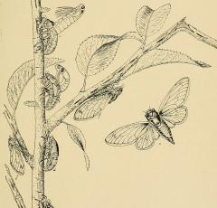 1898 pen-and-ink drawing of a periodical cicada's life cycle